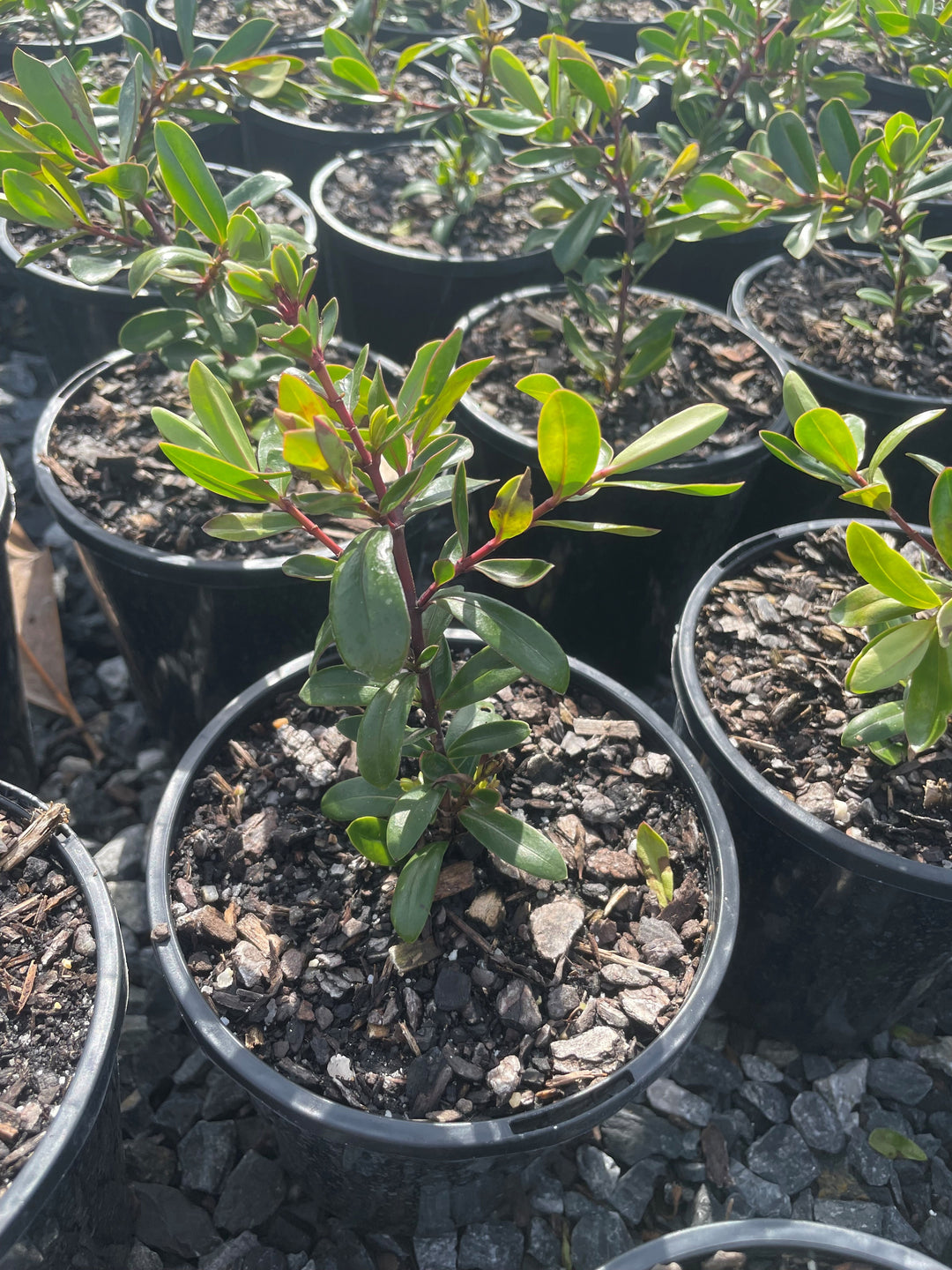 Hebe Diosmifolia x Speciosa 'Inspiration'