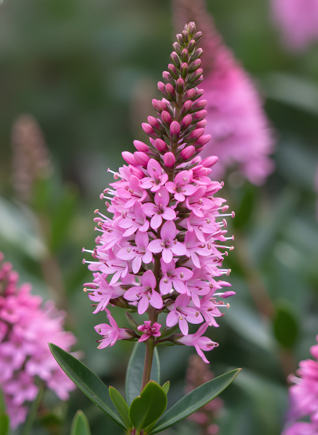 Hebe Hybrid 'Marie Antoinette' 140mm Pot for sale Adelaide Plant Co