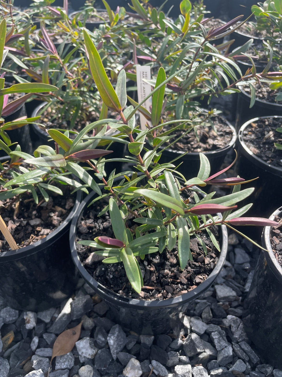 Hebe Hybrid 'Marie Antoinette'