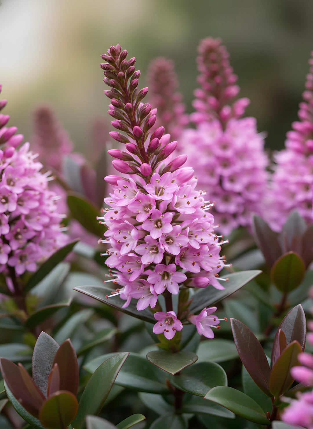 Hebe Hybrid 'Pretty N Pink' 200mm Pot for sale Adelaide Plant Co
