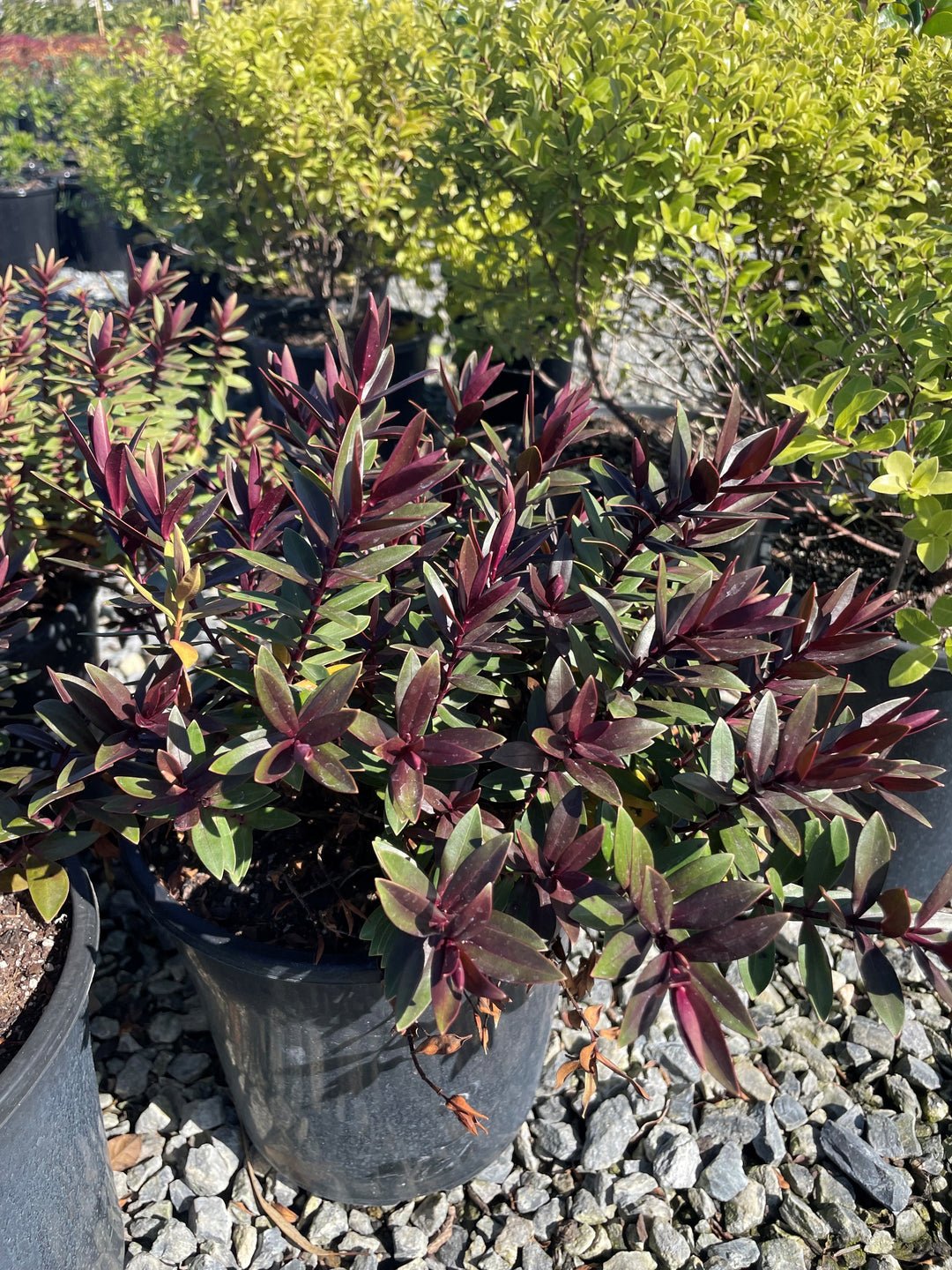 Hebe Hybrid 'Pretty N Pink'