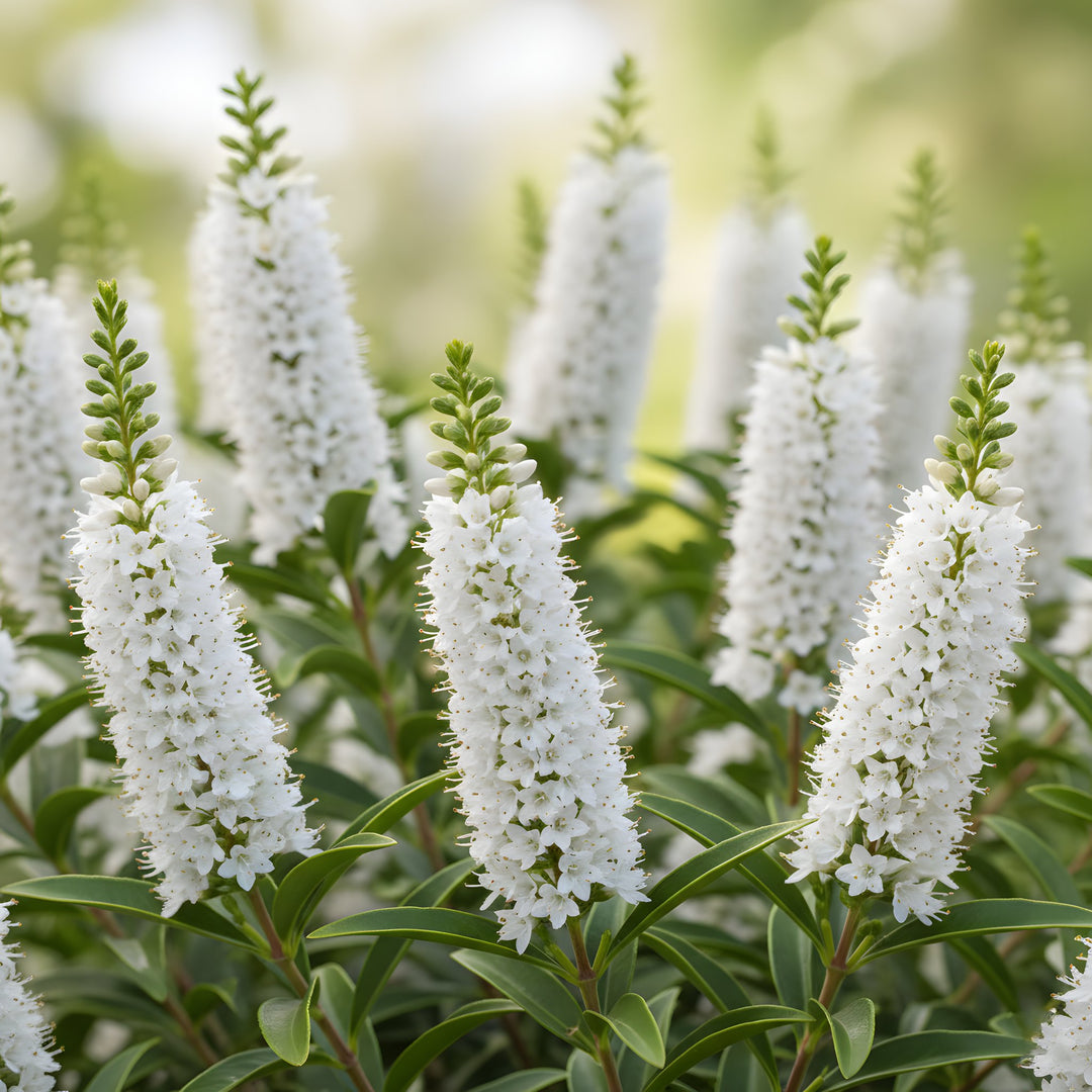 Hebe 'Snowdrift' 140mm Pot for sale Adelaide Plant Co
