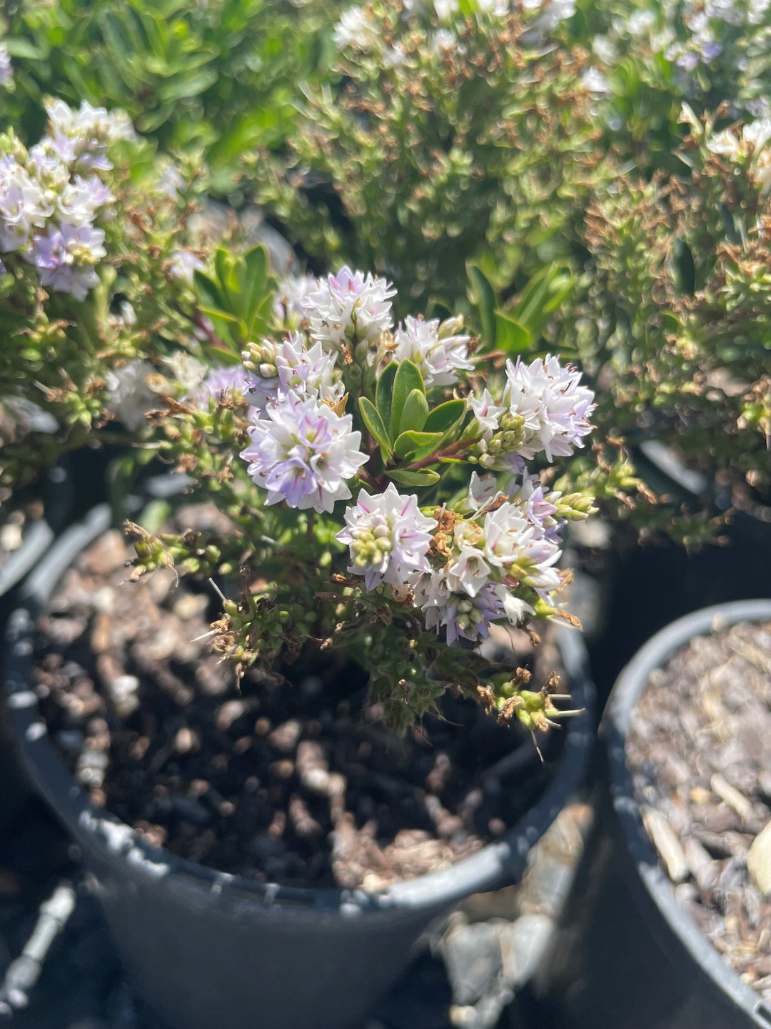 Hebe x hybrida 'Lilac Mist' 140mm Pot for sale Adelaide Plant Co