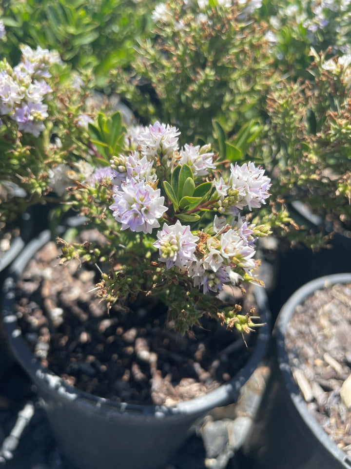 Hebe x hybrida &