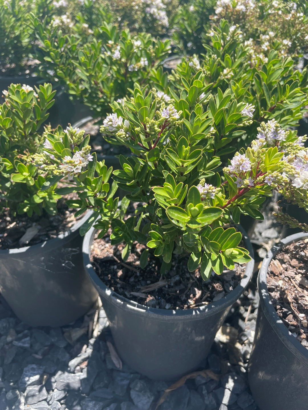 Hebe x hybrida &