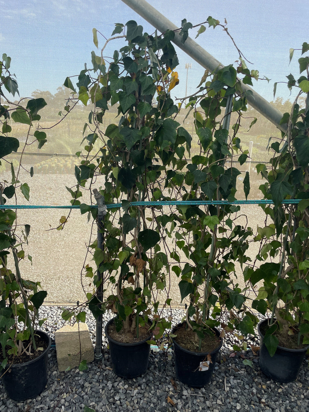 Hedera canariensis 250mm Pot for sale Adelaide Plant Co