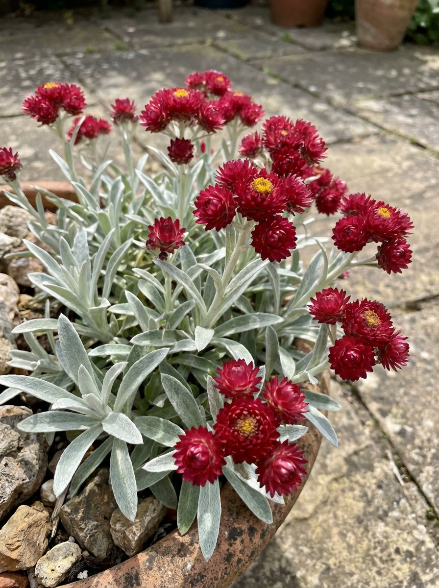 Helichrysum amorginum 'Red Jewel' 140mm Pot for sale Adelaide Plant Co