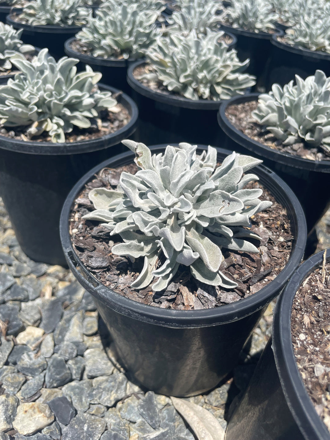 Helichrysum amorginum &