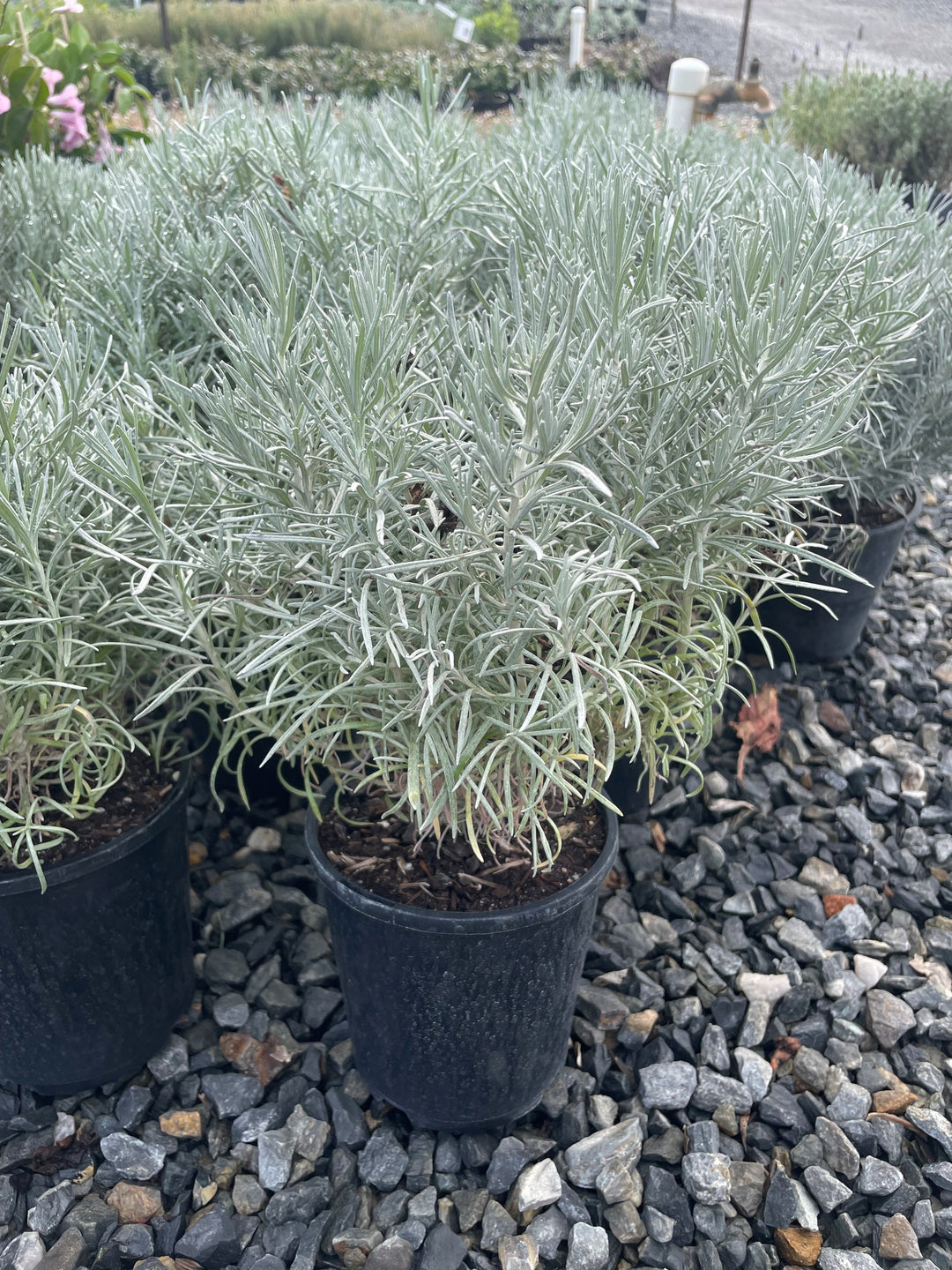 Helichrysum italicum 140mm Pot for sale Adelaide Plant Co