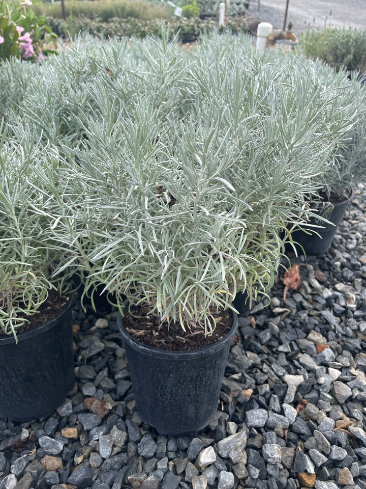 Helichrysum italicum 140mm Pot for sale Adelaide Plant Co