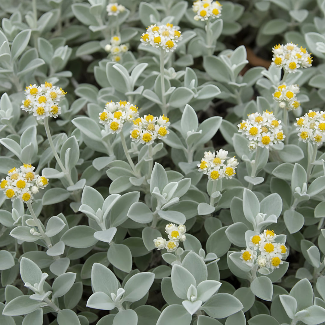 Helichrysum Petiolare 140mm Pot for sale Adelaide Plant Co