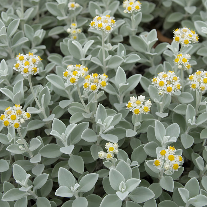Helichrysum Petiolare 140mm Pot for sale Adelaide Plant Co