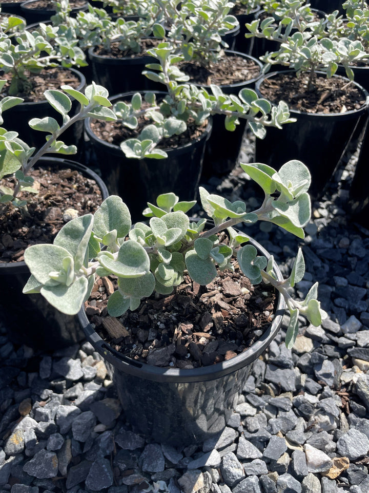 Helichrysum Petiolare