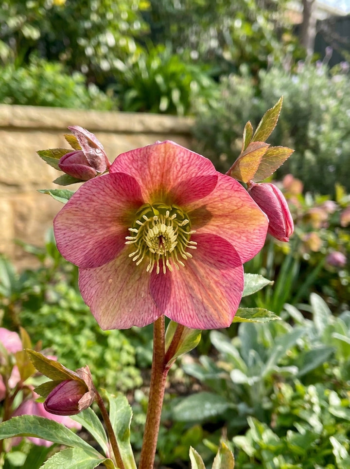 Helleborus orientalis 140mm Pot for sale Adelaide Plant Co
