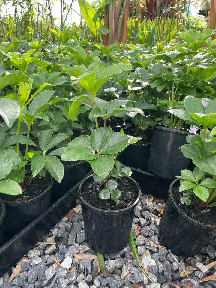 Helleborus orientalis 140mm Pot for sale Adelaide Plant Co