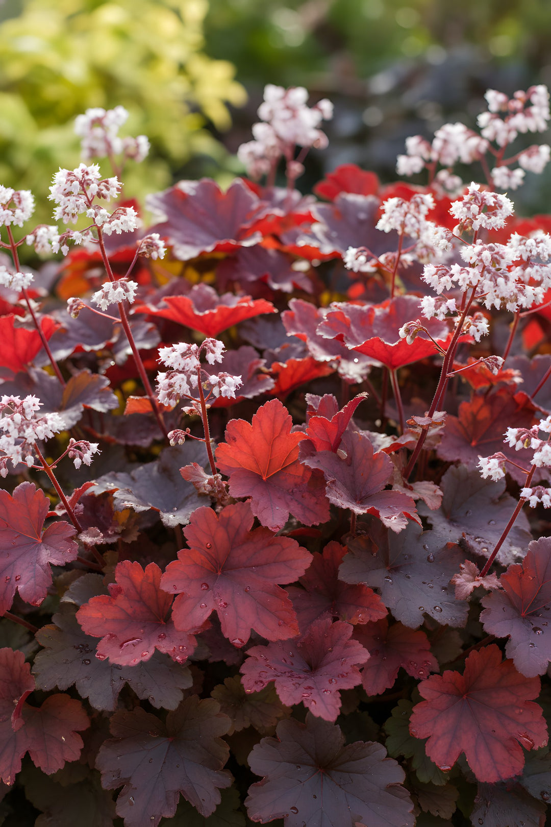 Heuchera 'Fire Alarm' 140mm Pot for sale Adelaide Plant Co