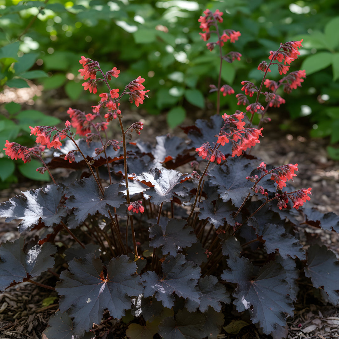 Heuchera Sanguinea 'Black Taffeta' 140mm Pot for sale Adelaide Plant Co