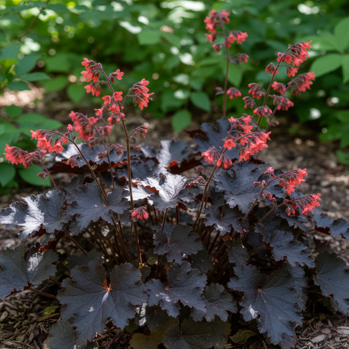 Heuchera Sanguinea 'Black Taffeta'