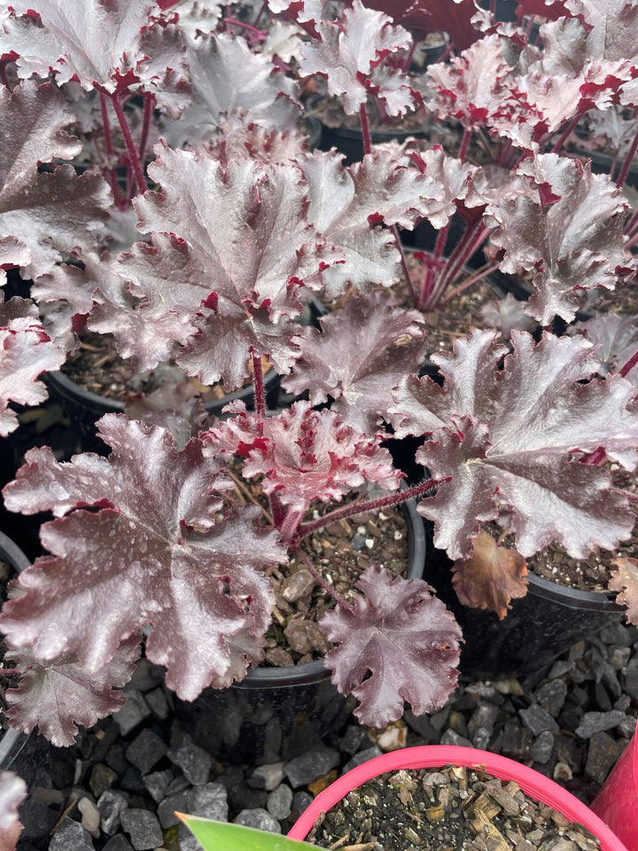 Heuchera Sanguinea 'Black Taffeta'