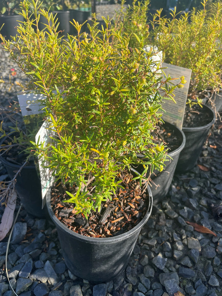 Hibbertia spicata &