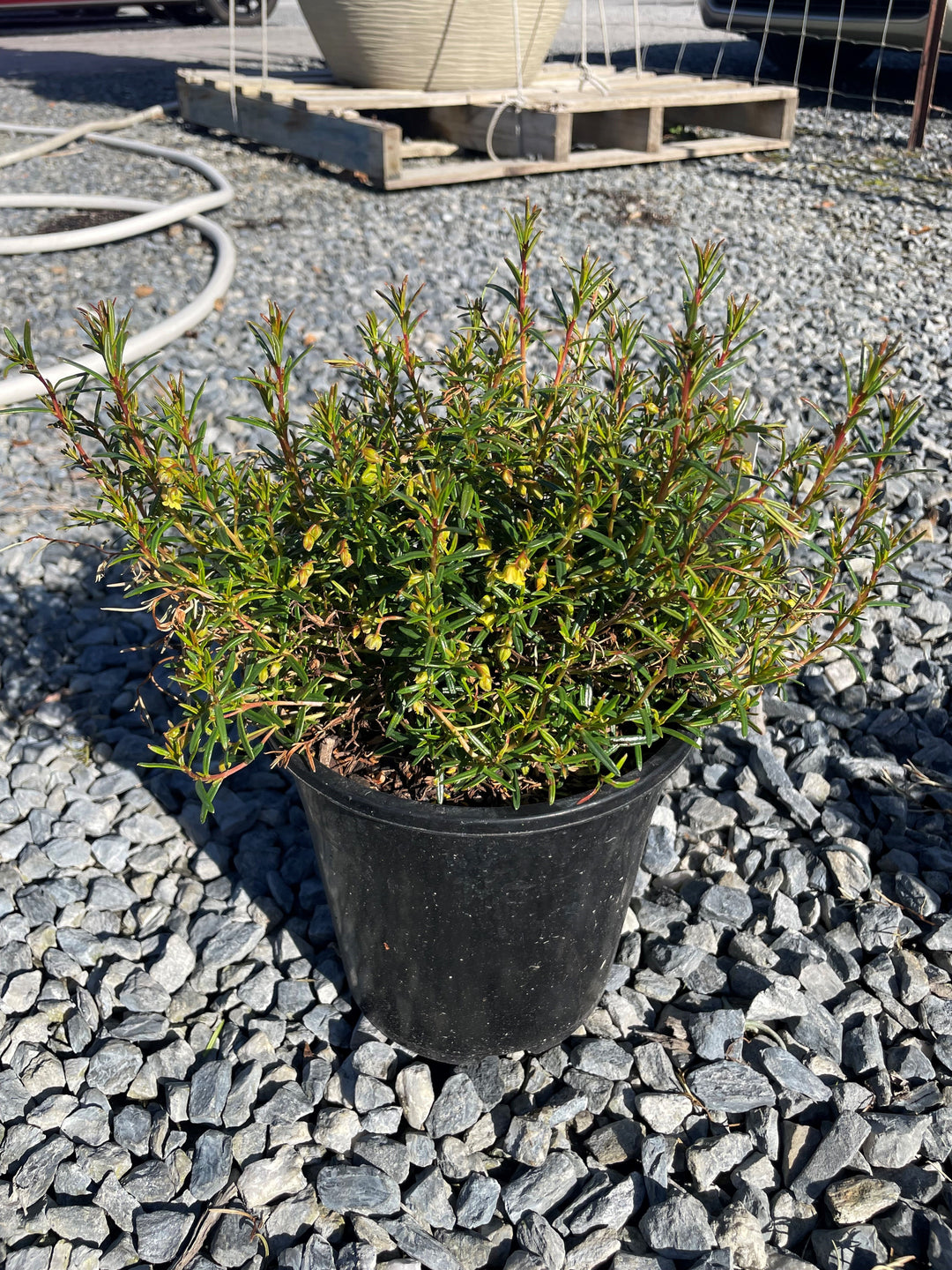 Hibbertia spicata &