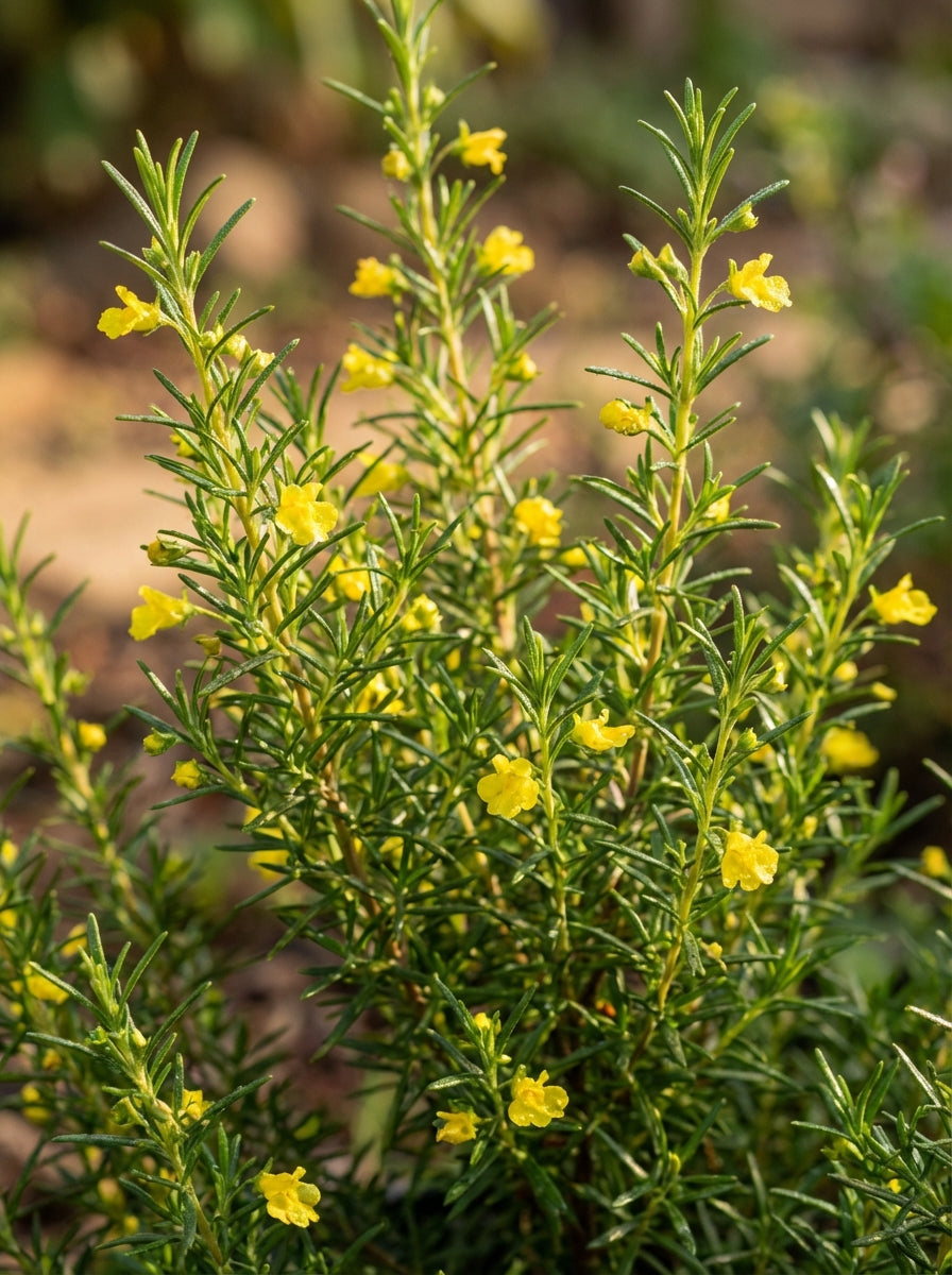 Hibbertia spicata 'Ocean Reef' 130mm Pot for sale Adelaide Plant Co