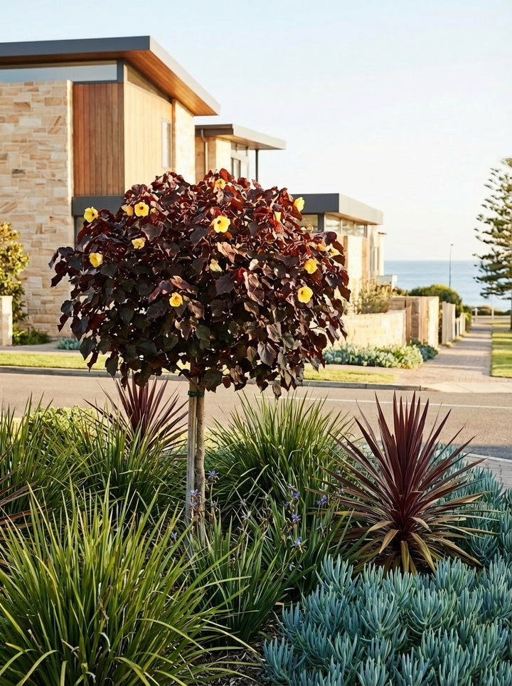 STANDARD / Hibiscus Tiliaceus &