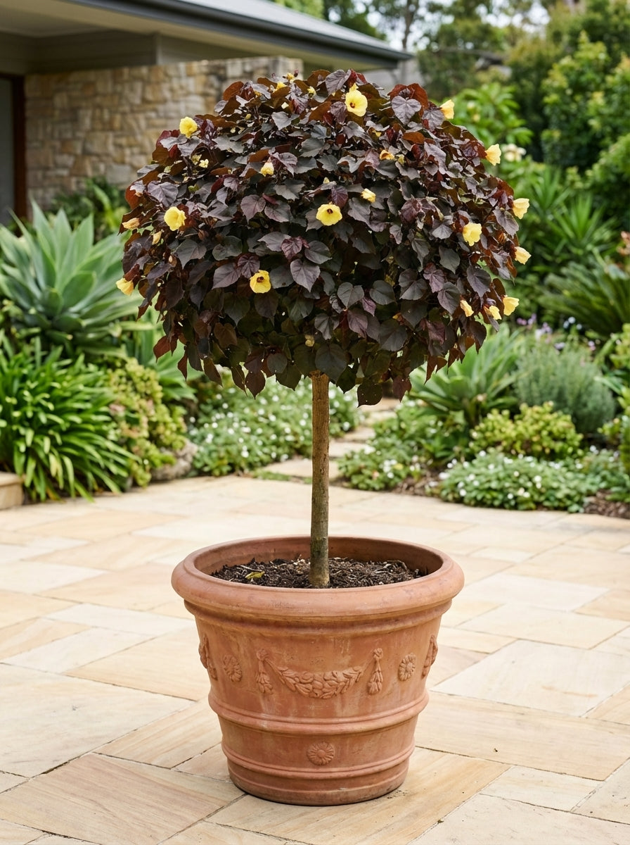 STANDARD / Hibiscus Tiliaceus &