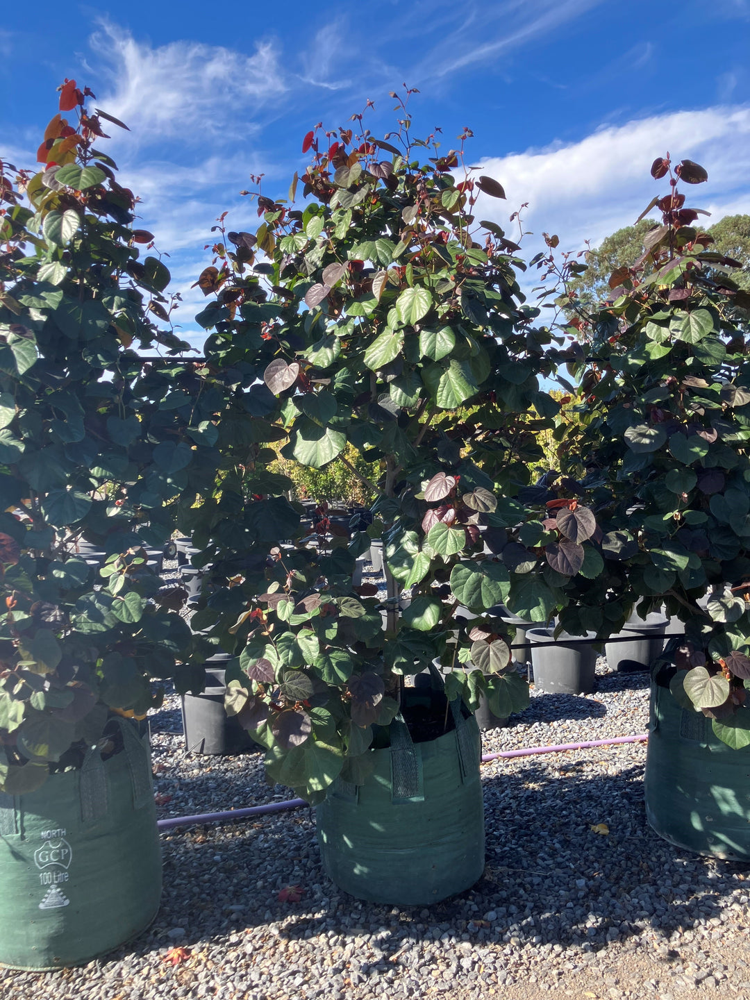 Hibiscus Tiliaceus &