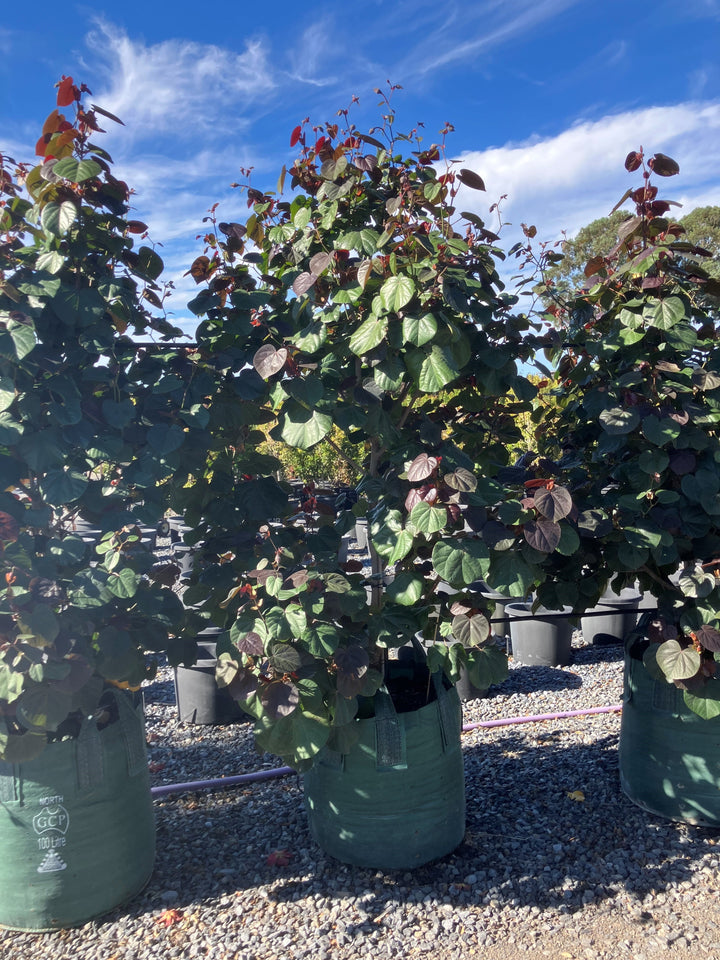 Hibiscus Tiliaceus &