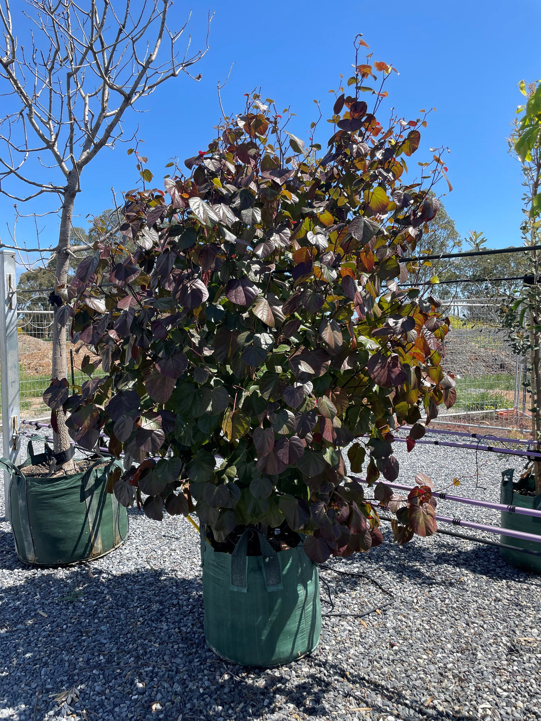 Hibiscus Tiliaceus 'Rubra'