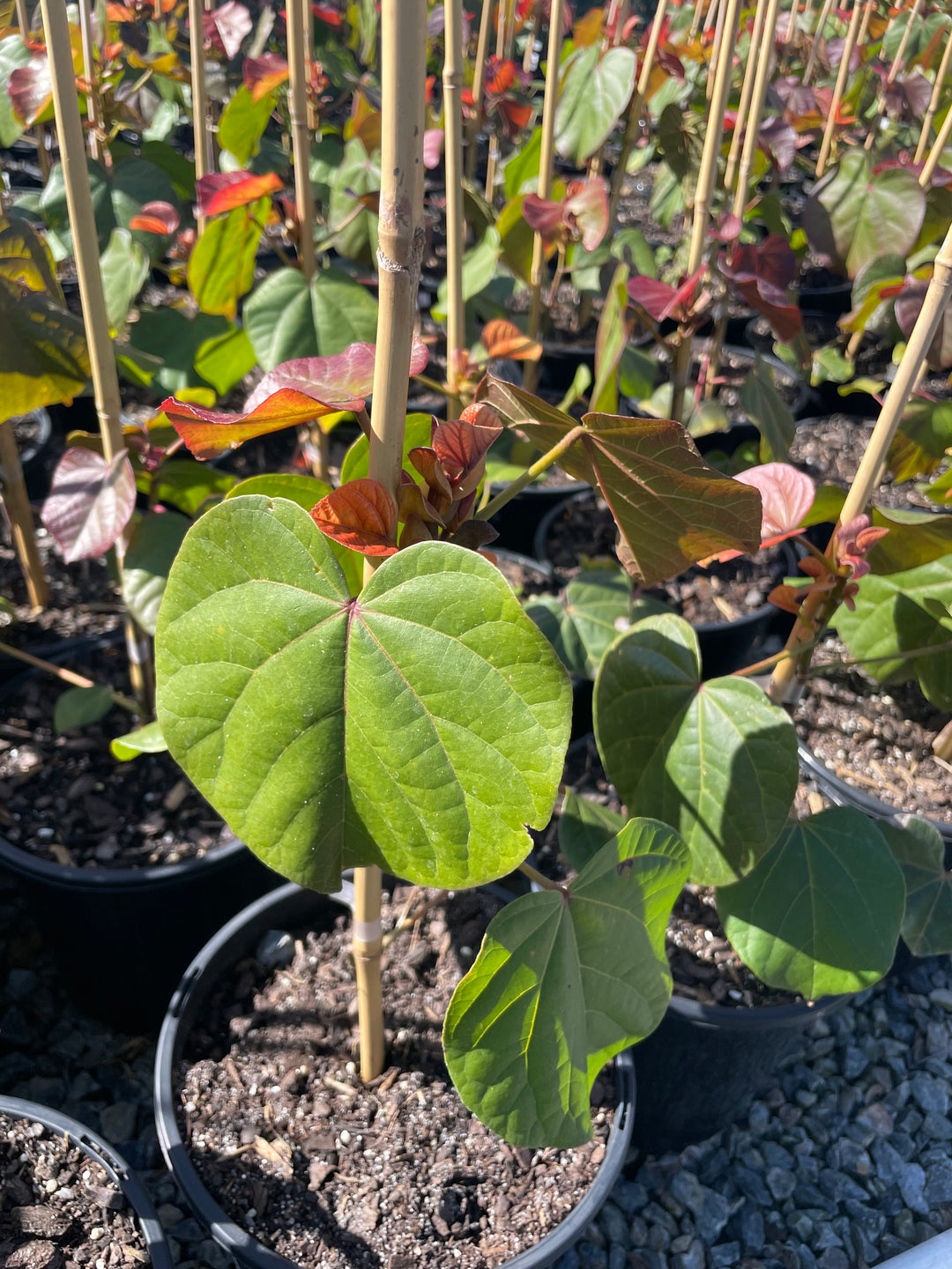 Hibiscus Tiliaceus &
