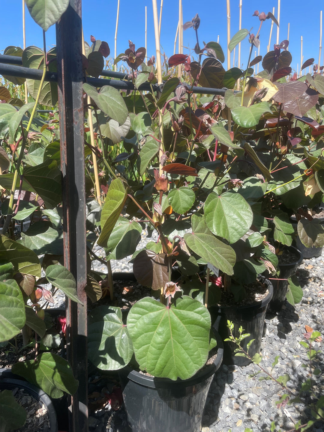Hibiscus Tiliaceus &