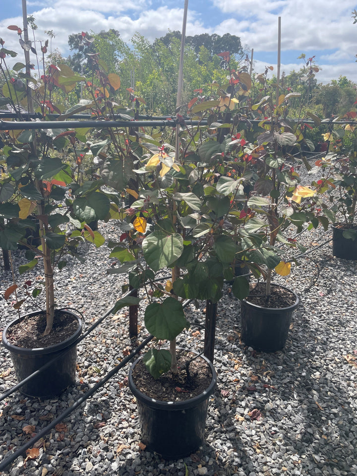 Hibiscus Tiliaceus &