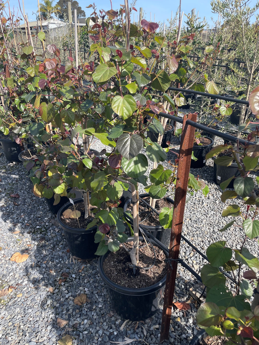 Hibiscus Tiliaceus 'Rubra'