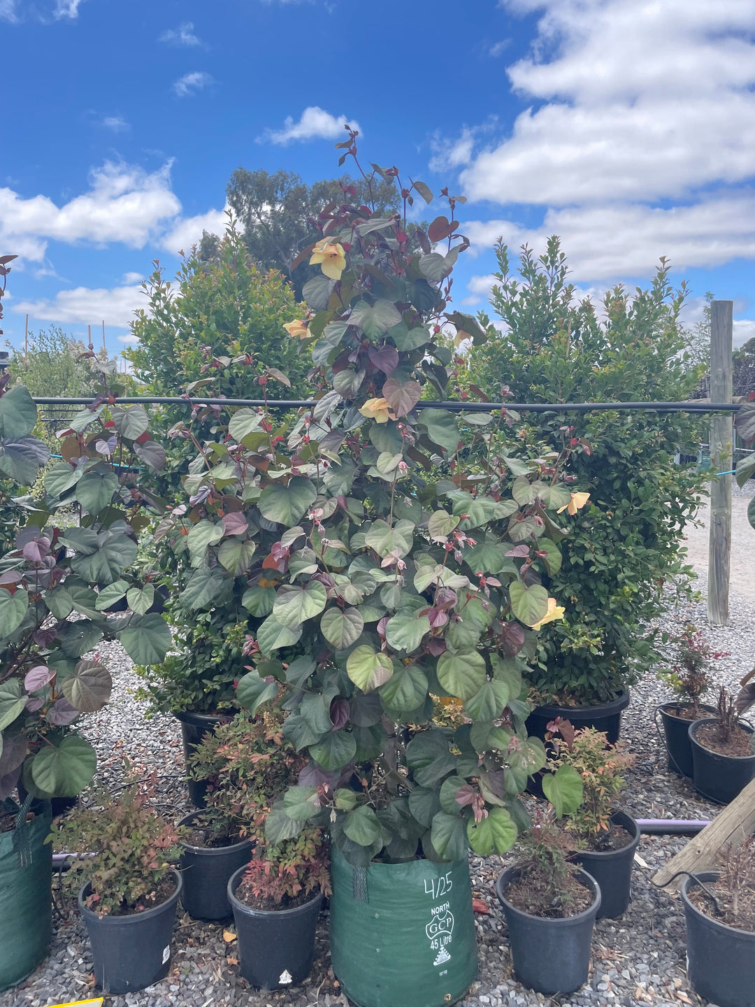 Hibiscus Tiliaceus &