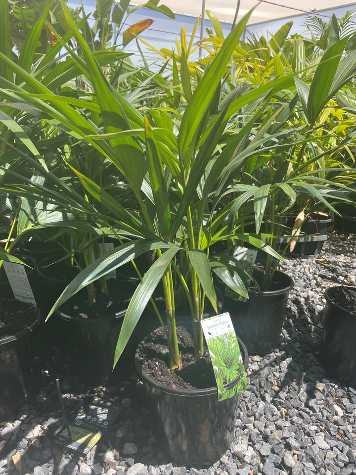 Howea Forsteriana 200mm Pot for sale Adelaide Plant Co