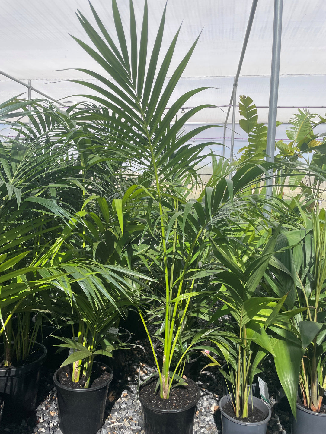 Howea Forsteriana 250mm Pot for sale Adelaide Plant Co