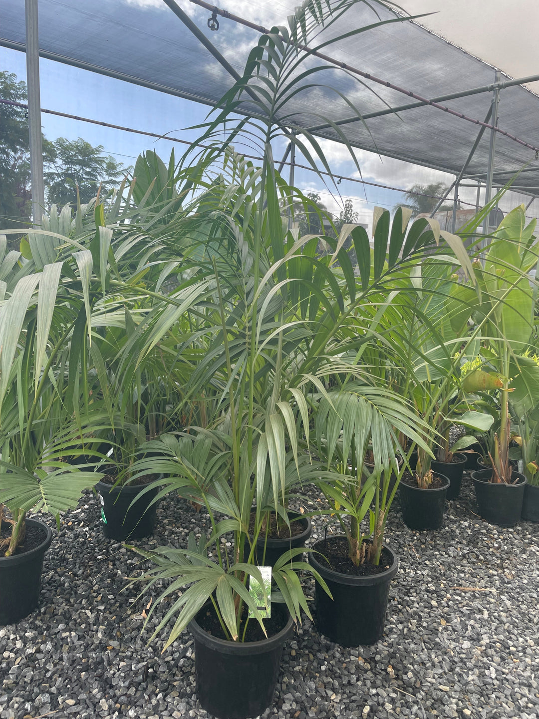 Howea Forsteriana 300mm Pot for sale Adelaide Plant Co