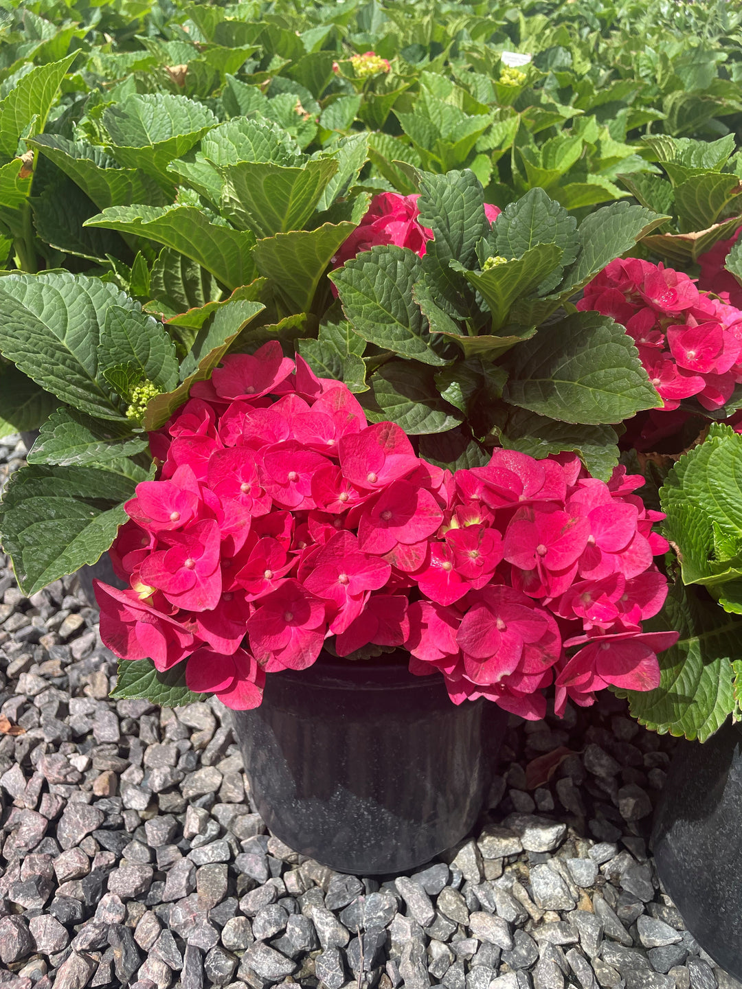 Hydrangea &