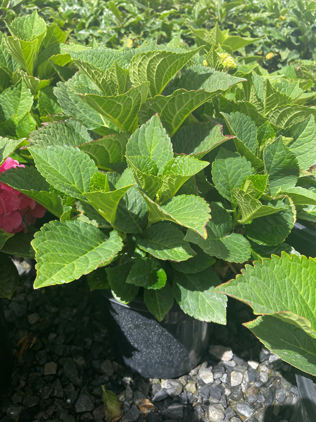 Hydrangea &