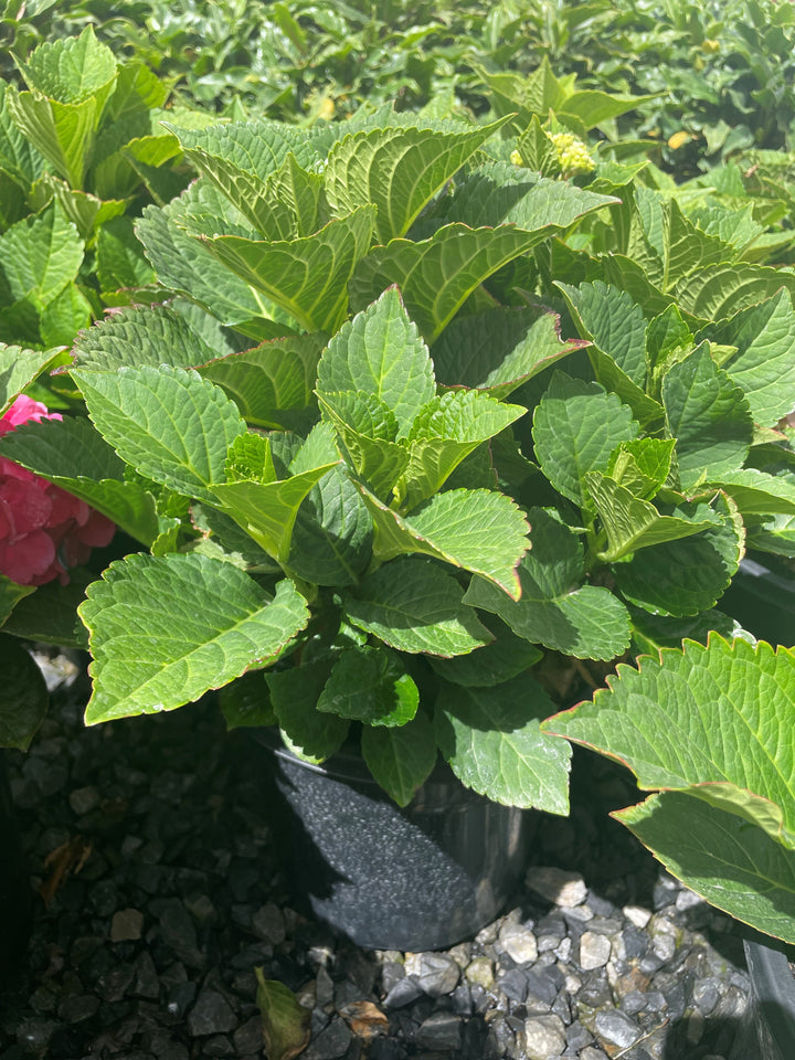 Hydrangea &