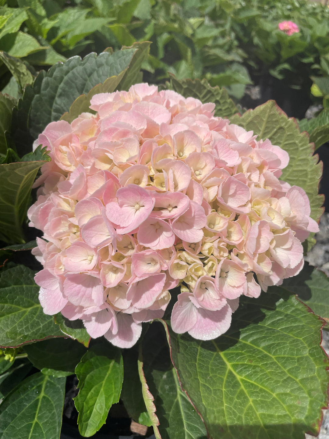 Hydrangea 'Queen of Adelaide Peninsula Pink' 250mm Pot for sale Adelaide Plant Co