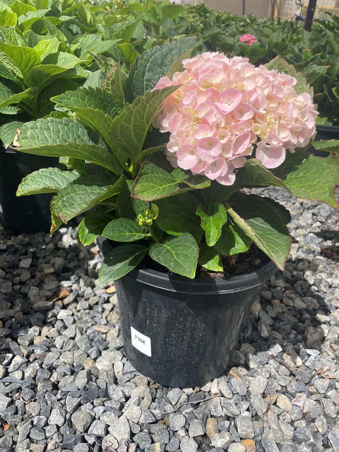 Hydrangea &