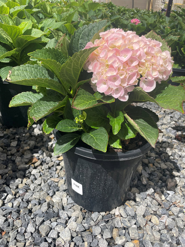 Hydrangea &