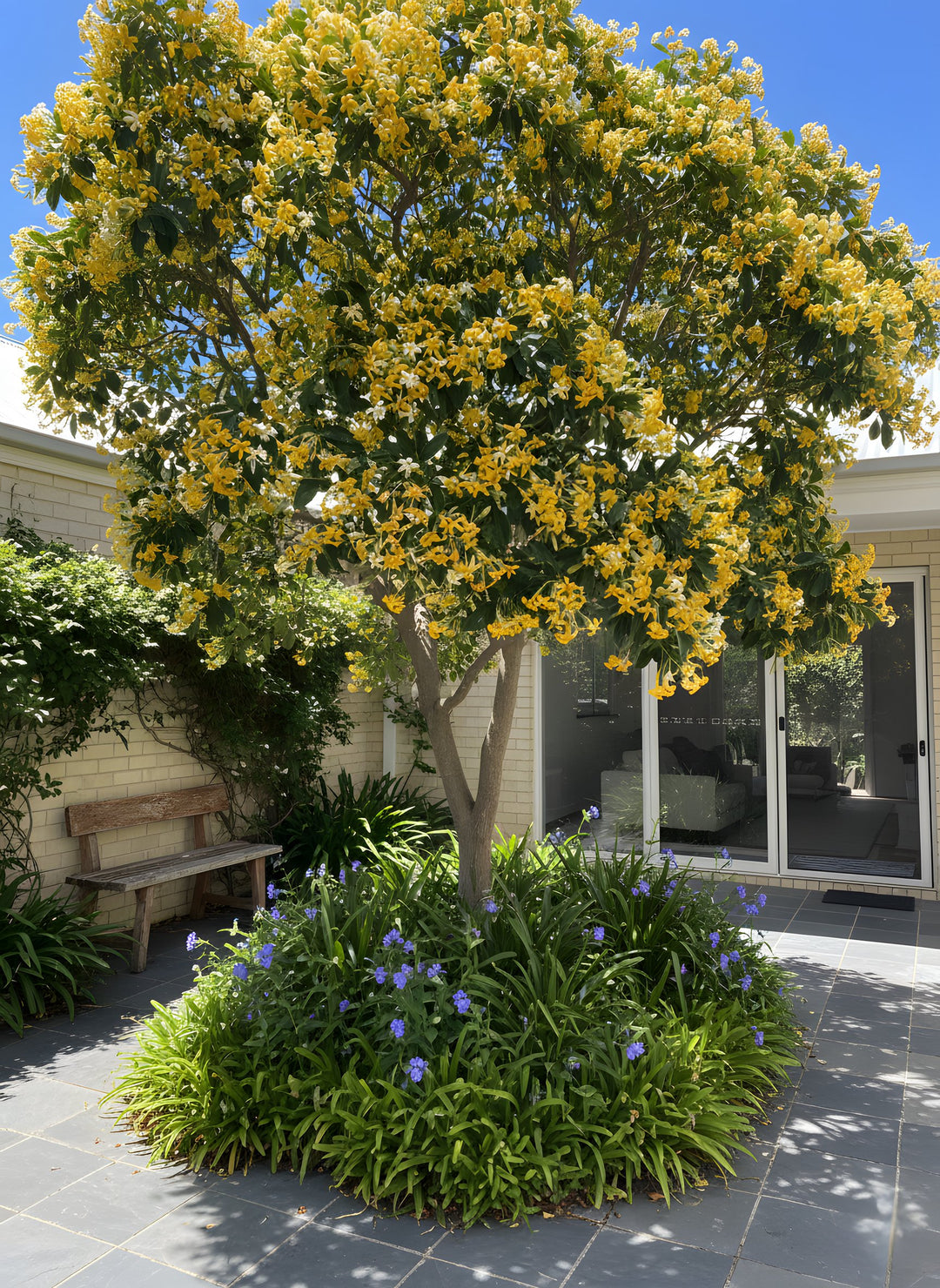 Hymenosporum Flavum 200mm Pot for sale Adelaide Plant Co