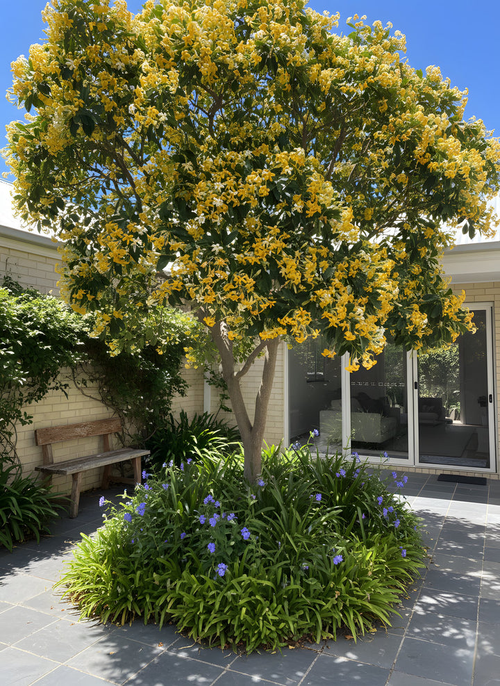 Hymenosporum Flavum 200mm Pot for sale Adelaide Plant Co
