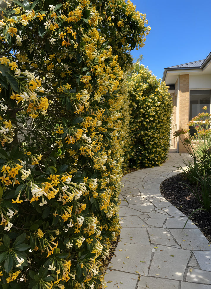 Hymenosporum Flavum 300mm Pot for sale Adelaide Plant Co
