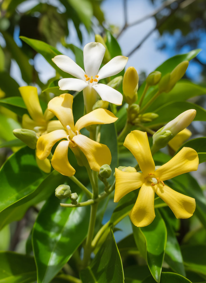 Hymenosporum Flavum 500mm Pot for sale Adelaide Plant Co