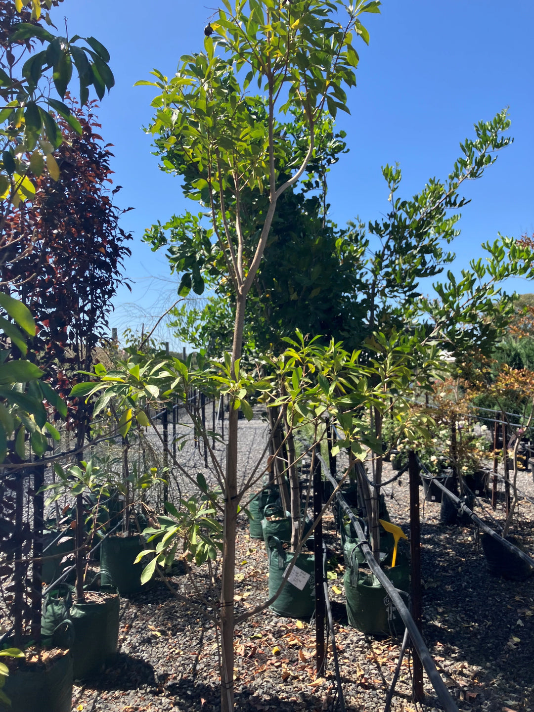 Hymenosporum Flavum for sale Adelaide Plant Co